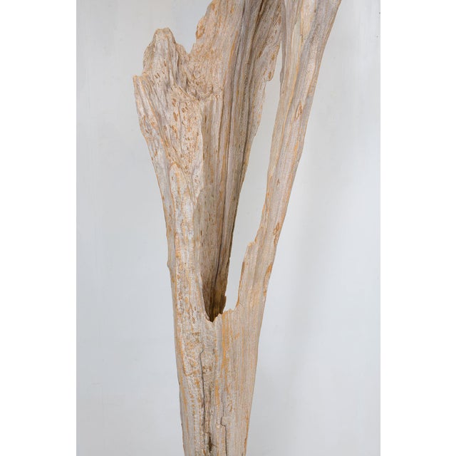 Sculptural Bespoke Driftwood Floor Lamp For Sale - Image 4 of 8
