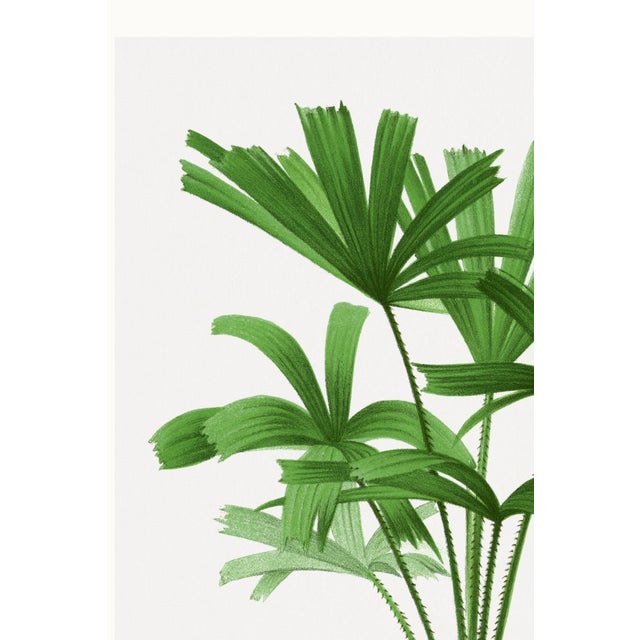 Paper Royal Palm Study, Vintage Botanical Art Print Reproduction, 16" X 24" For Sale - Image 7 of 10