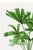 Paper Royal Palm Study, Vintage Botanical Art Print Reproduction, 16" X 24" For Sale - Image 7 of 10