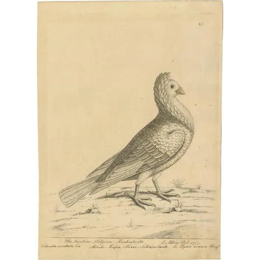 Albin, White Jacobin Pigeon, 1740, Print For Sale