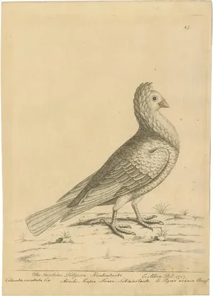 Albin, White Jacobin Pigeon, 1740, Print