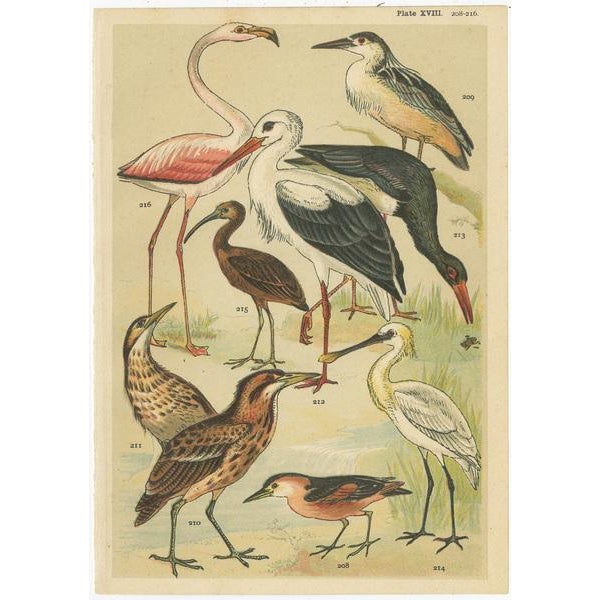 Gordon, Various Waterfowl and Wading Birds, 1900, Prints, Set of 6 For Sale - Image 4 of 8