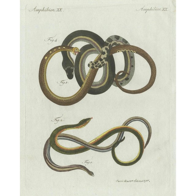 Paper Bertuch, Four Slow Worms and Legless Lizards, 1802, Engraving For Sale - Image 7 of 10