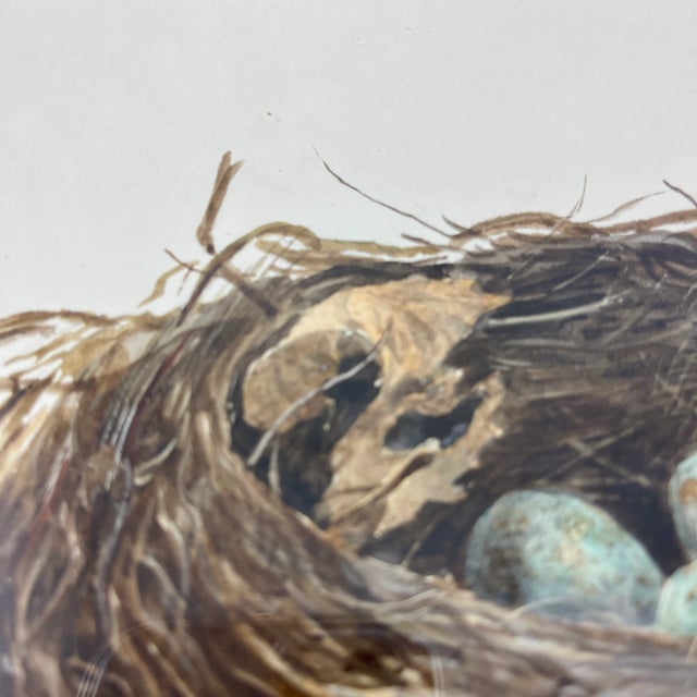 English Regency Period Original Watercolor Maple Frame Blackbird Nest and Eggs For Sale In Philadelphia - Image 6 of 11