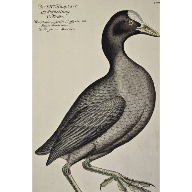 Realism Coot Bird, "Wasserhuhn": An 18th Century Hand-Colored Frisch Engraving, 1733 For Sale - Image 3 of 5