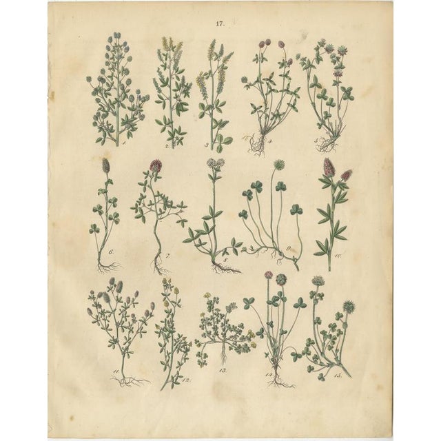 Antique Meadow and Fodder Plants Prints, Botanical Studies, 1852 This diverse four-plate set illustrates meadow plants,...