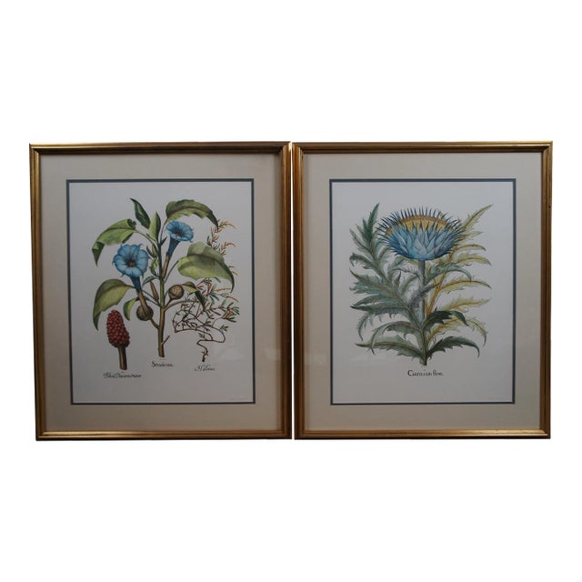 Set of 2 Italian Fiorenza Floral Botanical Stramonia Cinera Cum Flore Colored Etchings For Sale