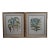 Set of 2 Italian Fiorenza Floral Botanical Stramonia Cinera Cum Flore Colored Etchings For Sale