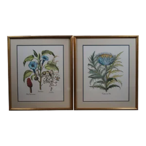 Set of 2 Italian Fiorenza Floral Botanical Stramonia Cinera Cum Flore Colored Etchings