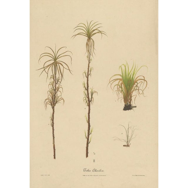Antique sugarcane botanical chromolithograph, teboe cheribon, java 1892 this large chromolithographic plate depicts the...