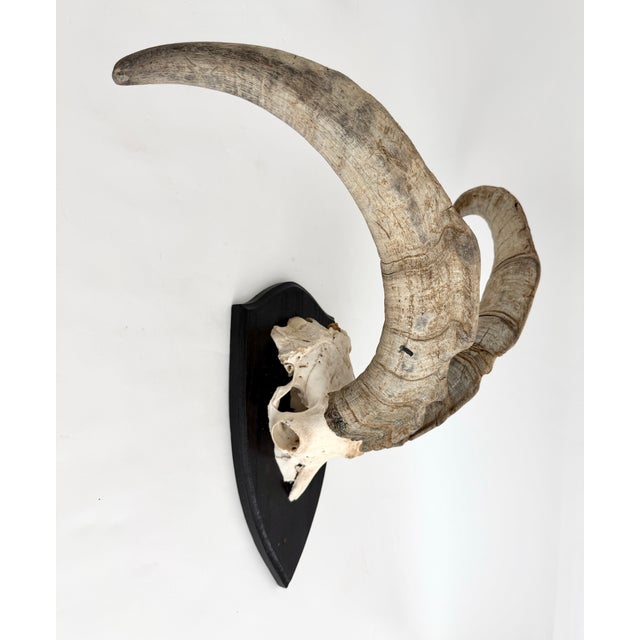 German Steinbok Wild Goat Horns For Sale In Los Angeles - Image 6 of 8