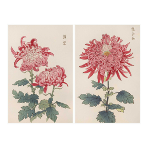 Pink Chrysanthemum Diptych, Vintage Japanese Botanical Art Print (Set of 2), 36" X 54"