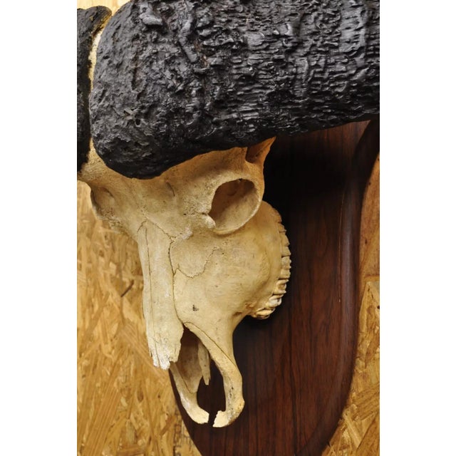 Vintage African Cape Buffalo Skull European Mount on Wooden Plaque Taxidermy For Sale In Philadelphia - Image 6 of 11