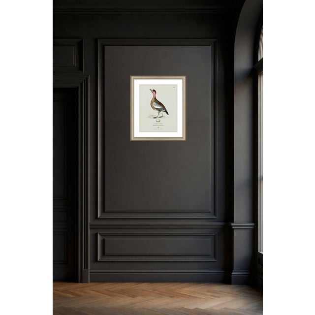 Illustration William Lewin 1789 Waterbirds Fine Art Gallery Board Print - The Garganey For Sale - Image 3 of 13