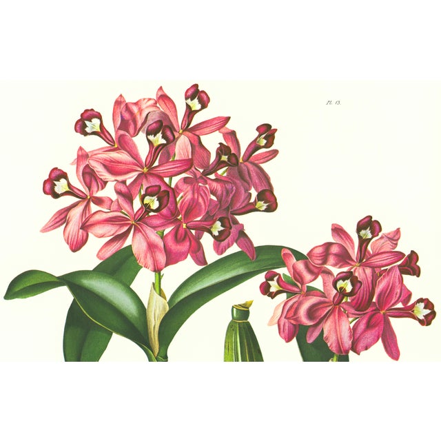 Limited edition reproduction print of one of the most famous botanical works ever produced, "The Orchidaceae of Mexico and...