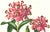 Limited edition reproduction print of one of the most famous botanical works ever produced, "The Orchidaceae of Mexico and...