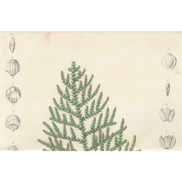 After Siebold & Zuccarini, Botanical Illustration of Thuopsis Dolabrata, 1856, Print For Sale - Image 4 of 9
