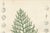 After Siebold & Zuccarini, Botanical Illustration of Thuopsis Dolabrata, 1856, Print For Sale - Image 4 of 9
