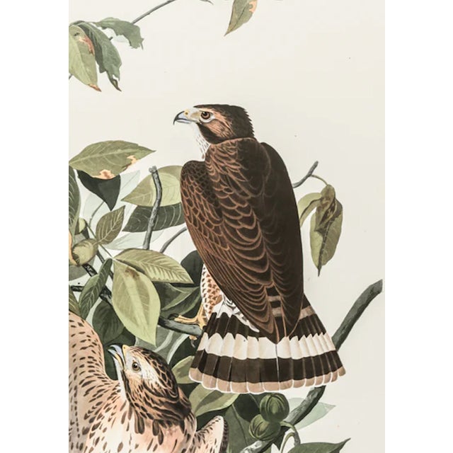 The Abbeville Press edition (1985) of the Broad-Winged Hawk (Plate 91) facsimile is a world-class reproduction of John...