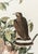 The Abbeville Press edition (1985) of the Broad-Winged Hawk (Plate 91) facsimile is a world-class reproduction of John...