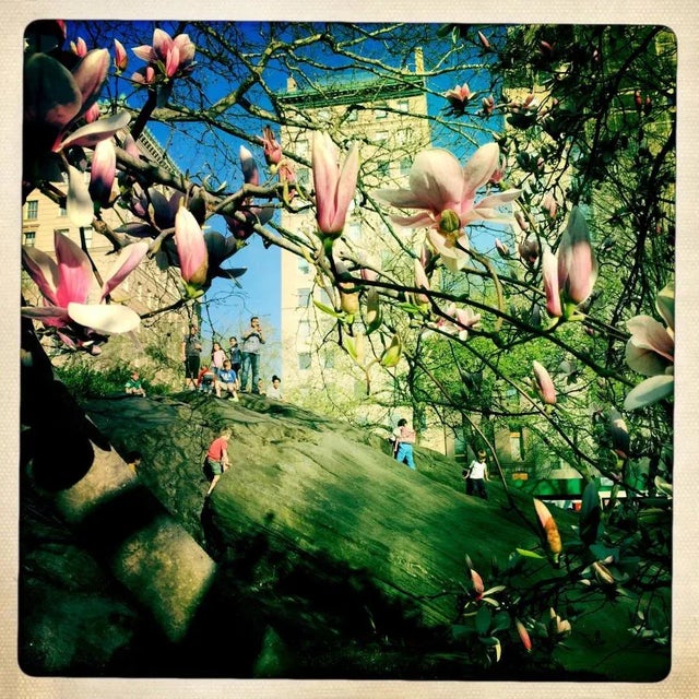 Contemporary "Spring in Central Park" Contemporary Botanical Photograph Digital Print by Louise Weinberg For Sale - Image 3 of 3