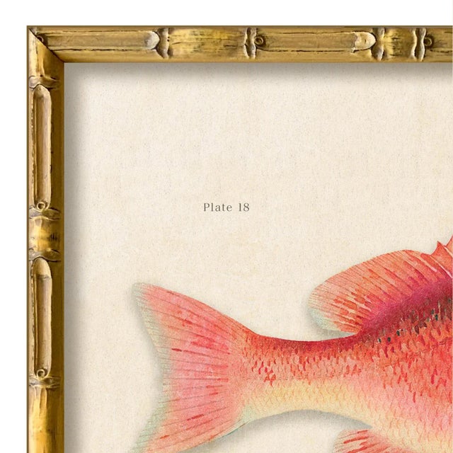 Various Artists Contemporary Reproduction of Vintage Fish (1) Art Print, Framed For Sale - Image 4 of 5