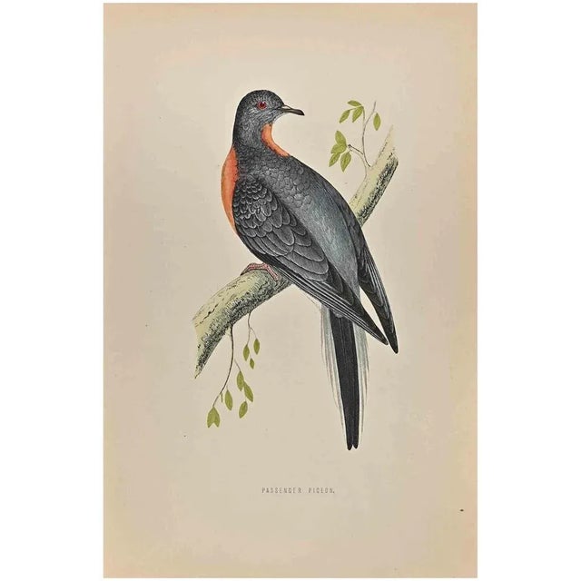 Passenger Pigeon is a modern artwork realized in 1870 by the British artist Alexander Francis Lydon (1836-1917) . Woodcut...