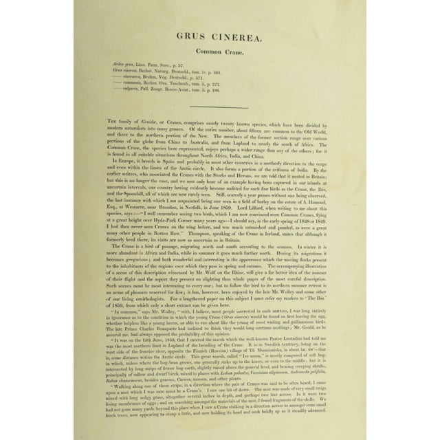 Original Antique John Gould Grus Cinerea Color Bird Realism Lithograph Reproduction Print For Sale In New York - Image 6 of 6