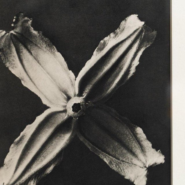 1940s Karl Blossfeldt, Natural Grace, 1942, Photogravure, Framed For Sale - Image 5 of 13