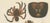 Sumatran Spiders Mygalomorphs & Jumping Spiders, 1887, Paper For Sale - Image 3 of 10
