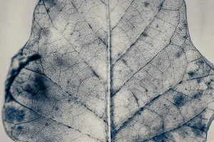 Guy Sargent, The Vein of Truth, Archival Pigment Print