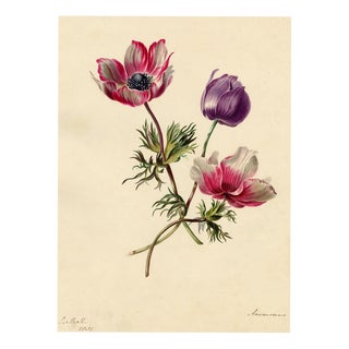 E.B.R. Anemone Flowers, 1800s, Paper For Sale
