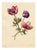 E.B.R. Anemone Flowers, 1800s, Paper For Sale
