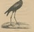 Goldfuss, African Openbill, 1824, Paper For Sale - Image 4 of 6
