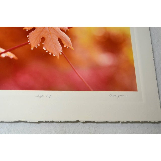 Greg Copeland Greg Copeland Print Autumn Leaf | Large Glass Frame For Sale - Image 4 of 6