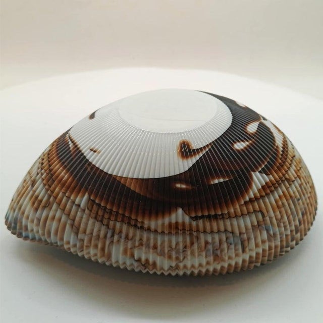Mid-Century Modern Vintage Italian Shell Ashtray in Murano Art Glass, 1960s For Sale - Image 3 of 14