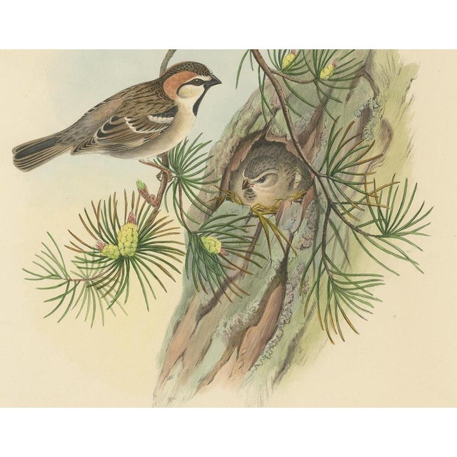 Gould, Bird Illustration of the Saxaul Sparrow, 1850, Print For Sale - Image 4 of 5