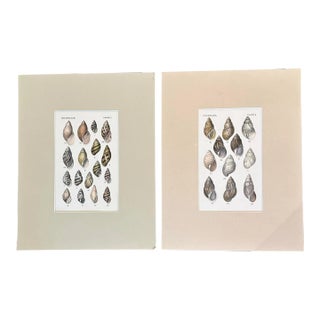 Set of 2 19th Century Archivally Matted Shell Themed Hand Colored Lithographs For Sale