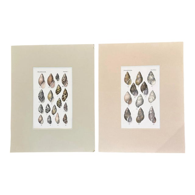 Set of 2 19th Century Archivally Matted Shell Themed Hand Colored Lithographs For Sale