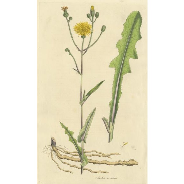 Antique botany print titled 'Sochus Arvensis'. Hand colored engraving of the sonchus arvensis, also known as the field...