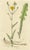 Antique botany print titled 'Sochus Arvensis'. Hand colored engraving of the sonchus arvensis, also known as the field...