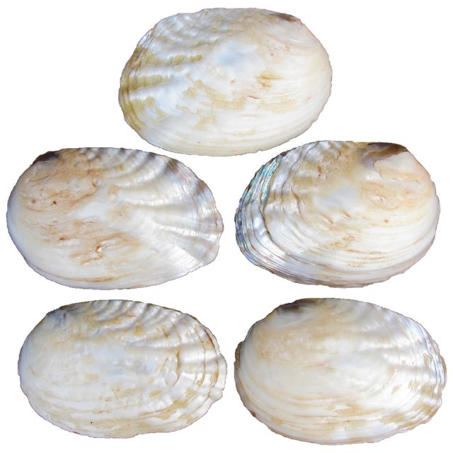 Antique Natural Iridescent Abalone Seashell Bowls- Set of 5 For Sale - Image 4 of 4