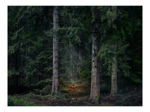 Fires 9, Ellie Davies, Photograph, 2018