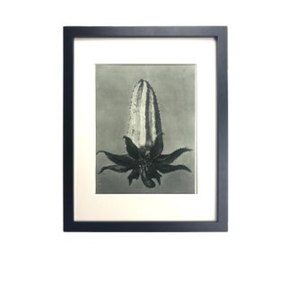 Framed Antique Photogravure Blossfeldt Botanical Print - No. 64 For Sale