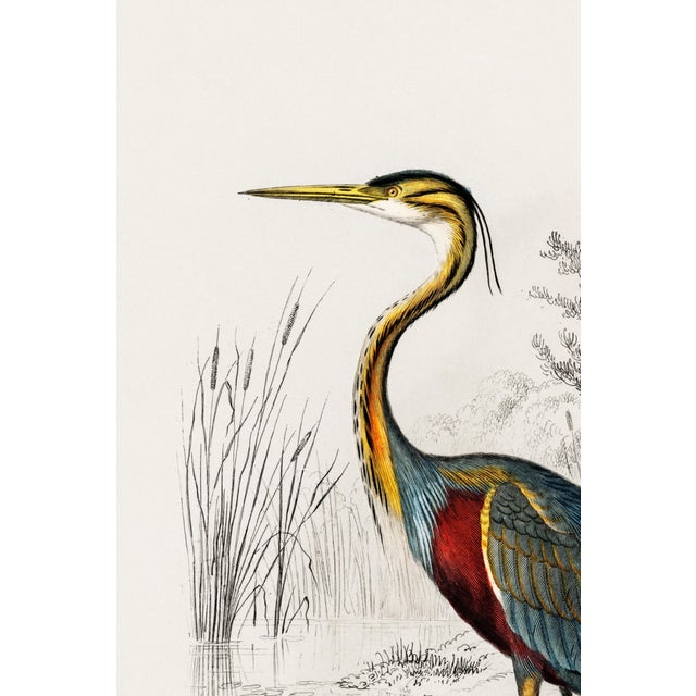 Not Yet Made - Made To Order Purple Heron Antique Illustration, Vintage Bird Art Print Reproduction, 24″ × 36″ For Sale - Image 5 of 9