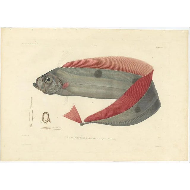 Antique Print of the Ribbonfish (Trachypterus Bogmarus) – Paris, 1845 This striking hand-colored lithograph features Le...