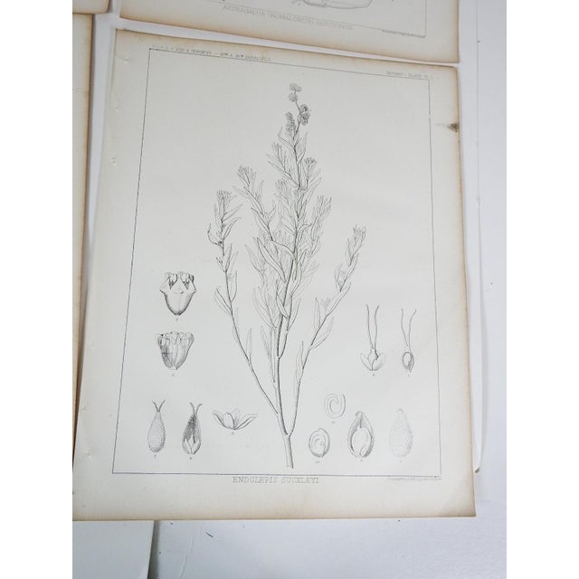 Mid 19th Century Us Pacifc Railroad Botanical Lithograph Book Plate - Set of 6 For Sale - Image 9 of 10