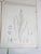 Mid 19th Century Us Pacifc Railroad Botanical Lithograph Book Plate - Set of 6 For Sale - Image 9 of 10