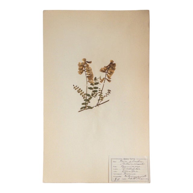Antique Finnish Herbarium - Wood Vetch - Pea Family, Circa 1910 For Sale