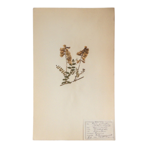 Antique Finnish Herbarium - Wood Vetch - Pea Family, Circa 1910